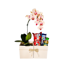Imagem de Kit Presente com Orquídea e Delícias