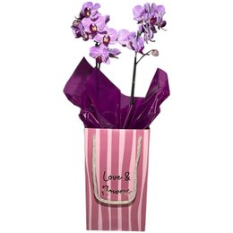 Imagem de Sacola Orquídea Mini