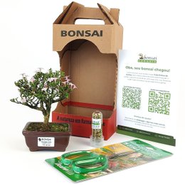 Imagem de Bonsai Serissa 2 Anos E Kit Para Cuidados