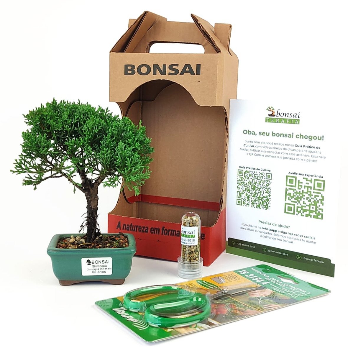 Bonsai Procumbens 2 Anos E Kit Para Cuidados | Giuliana Flores
