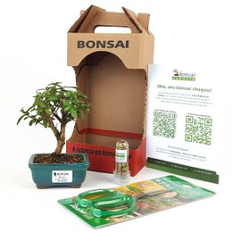 Imagem de Bonsai Mini Goiaba E Kit Para Cuidados