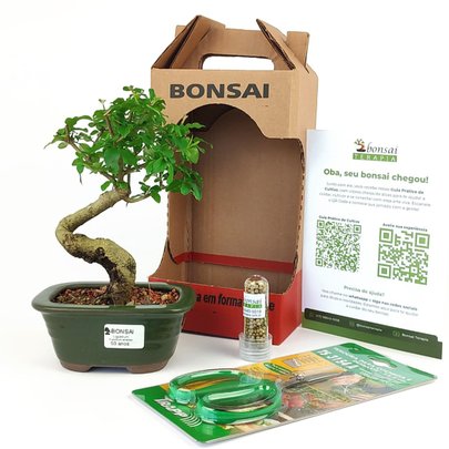 Bonsai Ligustrum 3 Anos E Kit Para Cuidados