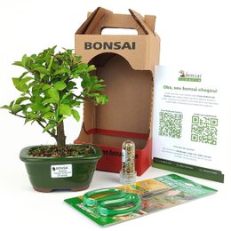 Imagem de Bonsai Acerola 3 Anos E Kit Para Cuidados