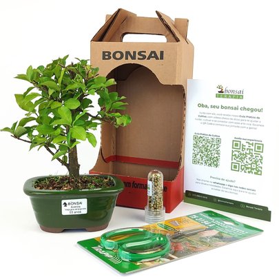 Bonsai Acerola 3 Anos E Kit Para Cuidados