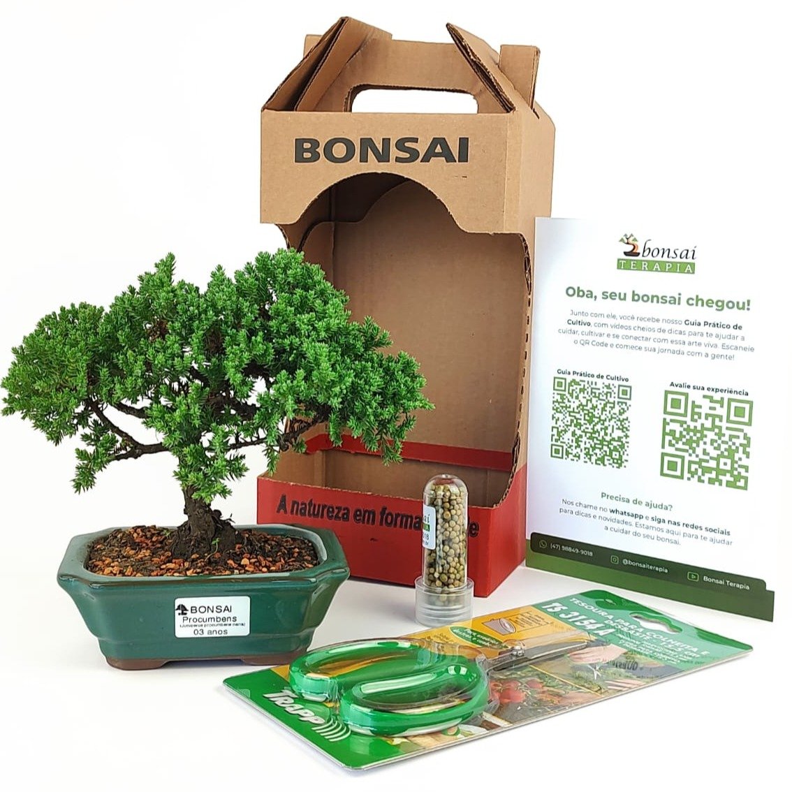 BONSAI出品 BONSAI - ACER MIYASAMA - Bonsai Morro Velho