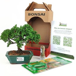 Imagem de Bonsai Procumbens 3 Anos E Kit Para Cuidados