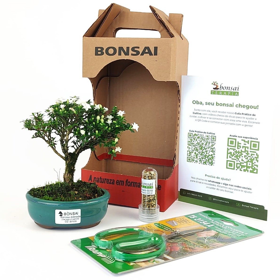 Bonsai Serissa Dobrada E Kit Para Cuidados | Giuliana Flores