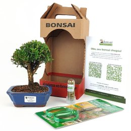 Imagem de Bonsai Buxus Harlandii 3 Anos E Kit Para Cuidados