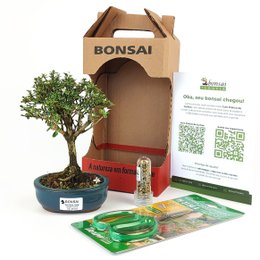 Imagem de Bonsai Serissa Variegata E Kit Para Cuidados