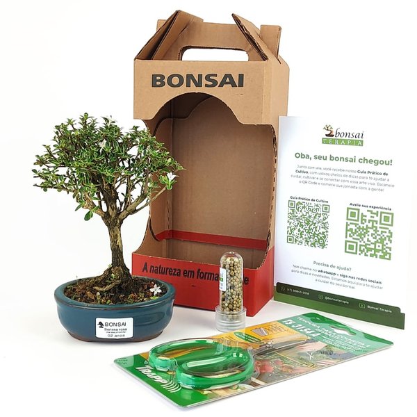 Bonsai Serissa Variegata E Kit Para Cuidados