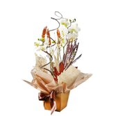 Orquídea Phalaenopsis no Vaso