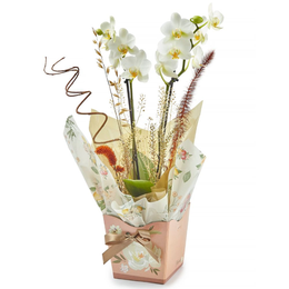 Imagem de Orquídea Phalaenopsis no Vaso 