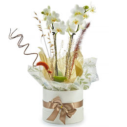 Imagem de Orquídea Phalaenopsis no Cachepot 