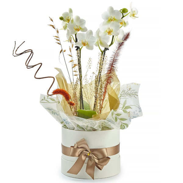 Orquídea Phalaenopsis no Cachepot 