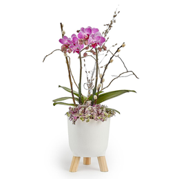 Imagem de Arranjo Duo de Mini Orquídeas com Flores Secas