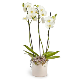 Imagem de Orquídea Phalaenopsis Branca com 3 Hastes em Caixa Box