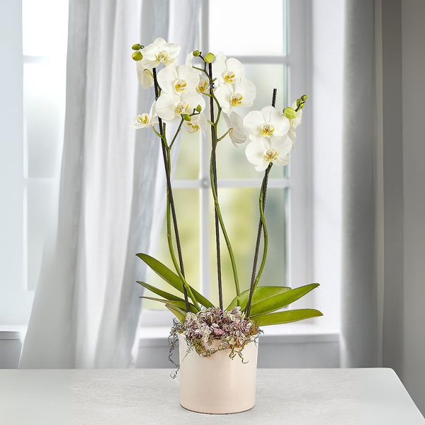 Orquídea Phalaenopsis Branca com 3 Hastes em Caixa Box