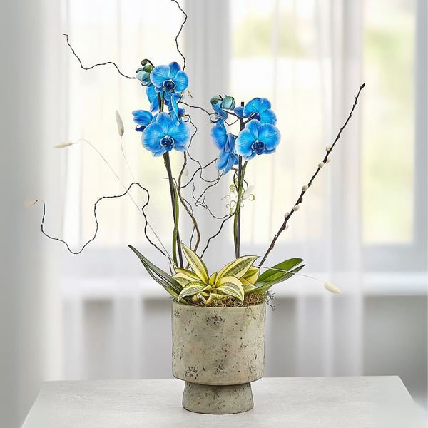 Orquídea Phalaenopsis Azul em Vaso de Cerâmica  