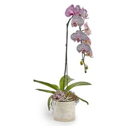Imagem de Orquídea Cascata Rosácea 1 Haste em Vaso de Ceramica