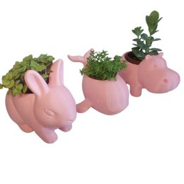 Imagem de Trio Fofura Suculenta