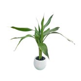 Miniatura Bambu Da Sorte