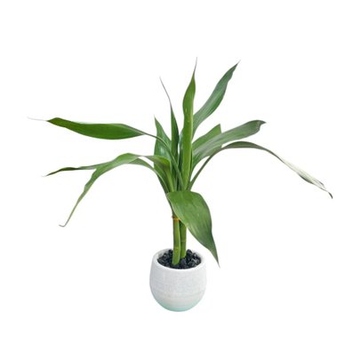 Miniatura Bambu Da Sorte