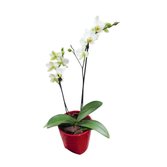 Linda Mini Orquídea Phalaenopsis Branca
