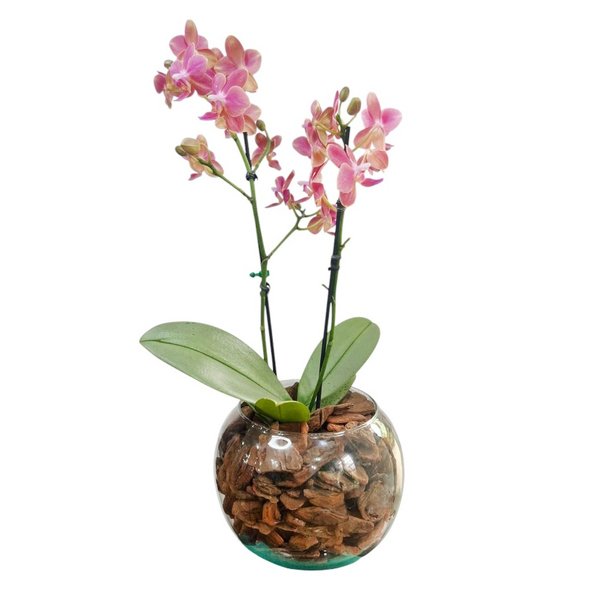 Mini Orquidea Phalaenopsis no Vaso