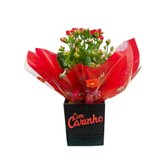 Mimo de Calandiva