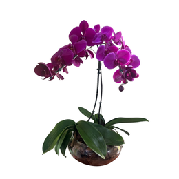 Imagem de Arranjo de Orquidea Roxa 2 Hastes