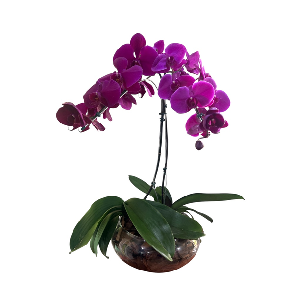 Arranjo de Orquidea Roxa 2 Hastes