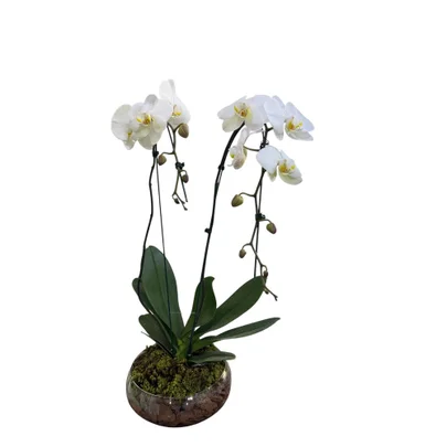 Arranjo de Orquídea Cascata