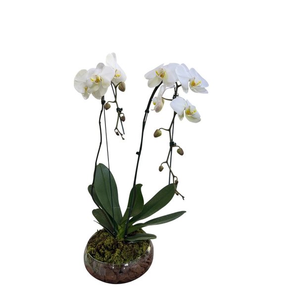 Arranjo de Orquídea Cascata 