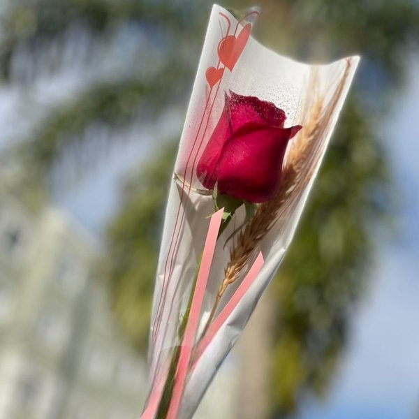 Rosa Solitária Especial