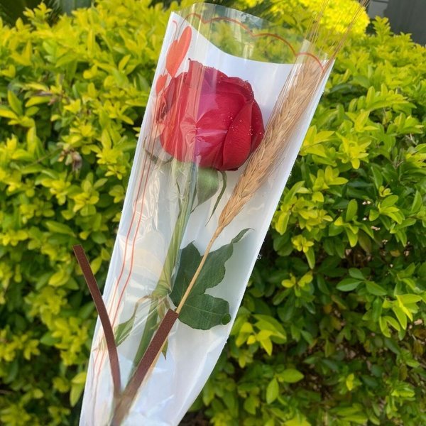 Rosa Solitária Especial