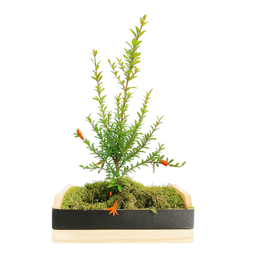 Imagem de Bonsai de Romã