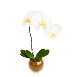 Imagem de Orquídea Elegância Branca