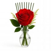 Nossa Rosa Vermelha no Vaso