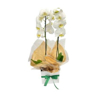 Orquídea Phalaenopsis Com Duas Hastes