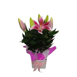 Imagem de Lírio Rosa Na Caixa Andulada