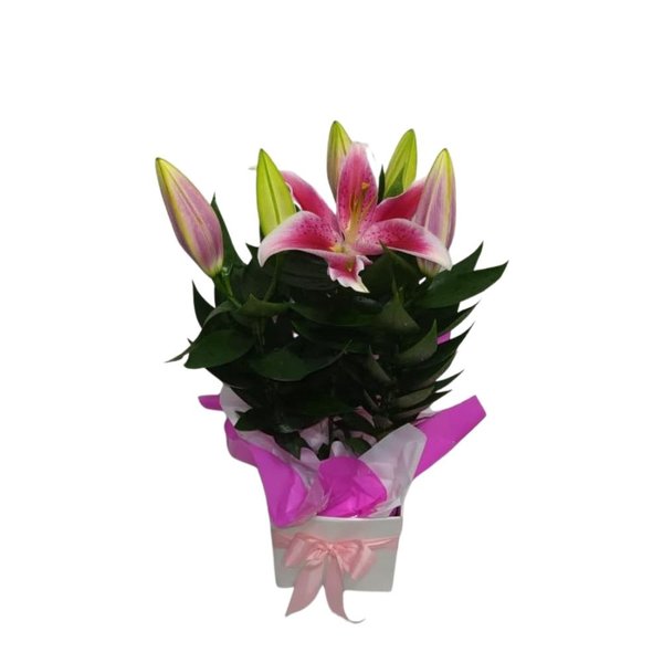 Lírio Rosa Na Caixa Andulada