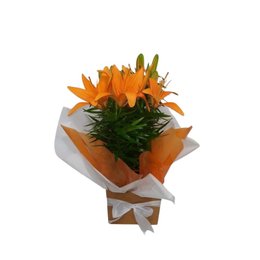 Imagem de Lírio Laranja Plantado