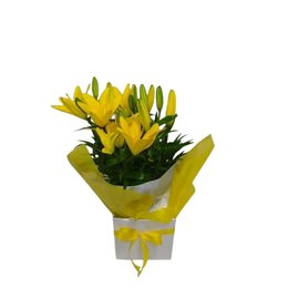 Imagem de Lírios amarelos Perfume do Lar