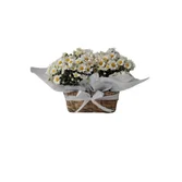 Margaridas no Cachepot de Palha