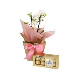 Imagem de Mini Orquídea com Chocolate