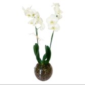 Orquidea Branca no Vaso de Vidro