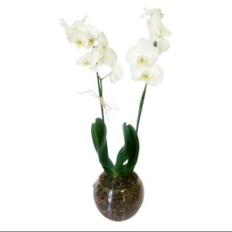 Imagem de Orquidea Branca no Vaso de Vidro