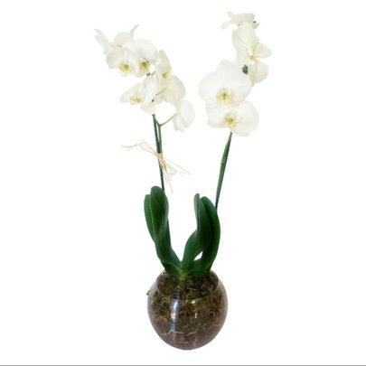Orquidea Branca no Vaso de Vidro