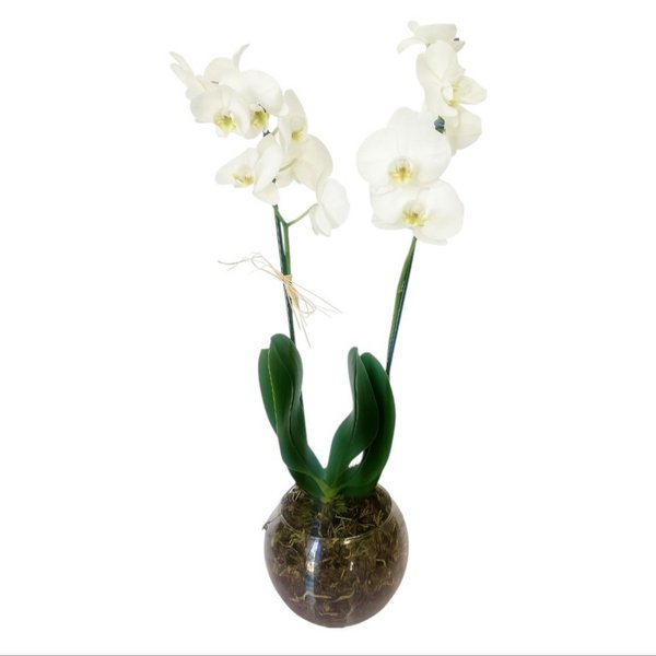 Orquidea Branca no Vaso de Vidro