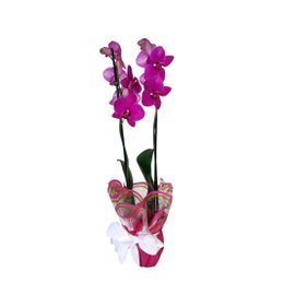 Imagem de Orquidea Pink com 2 Hastes Decorada